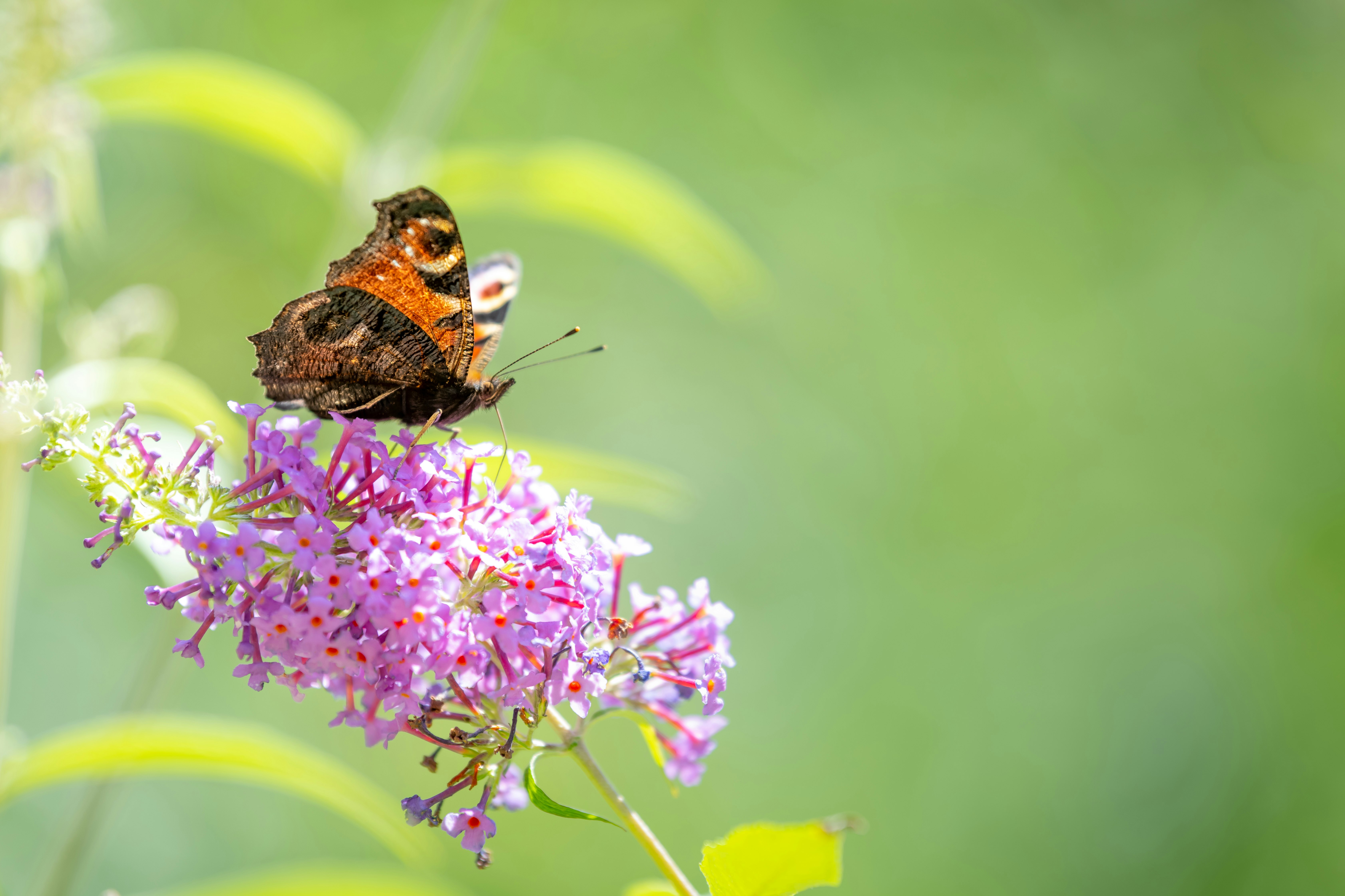 brown and black butterfly perched on purple flower in close up photography during daytime